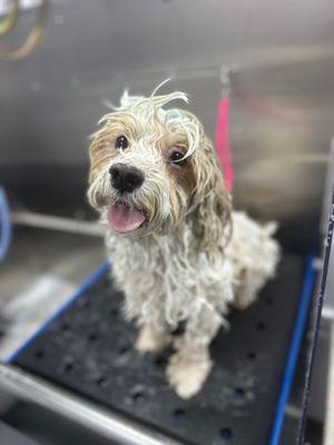 Barkbus Mobile Dog Grooming