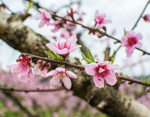 Rogers Orchards - Sunnymount