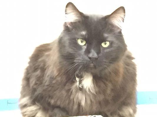 Stop in and meet Raven, the store mouser