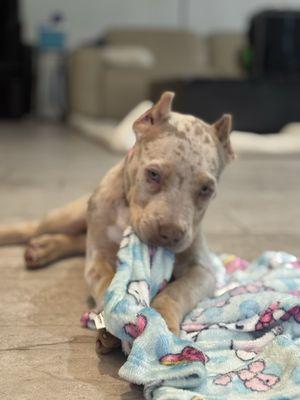 Morningside Animal Hospital