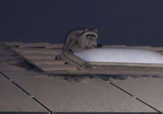 Animal Capture Wildlife Control