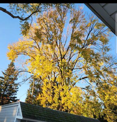 They really thinned out the tree.