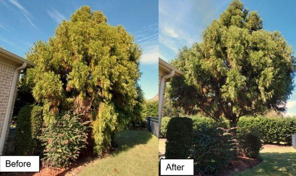 Mikes Pruning and Trimming