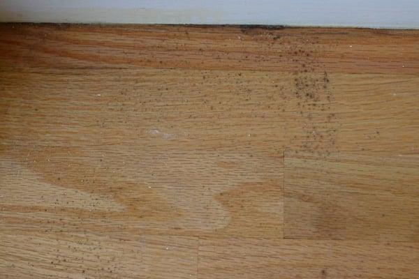 Mold growing on floors.