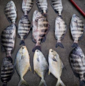 Sunstate Fishing Charters