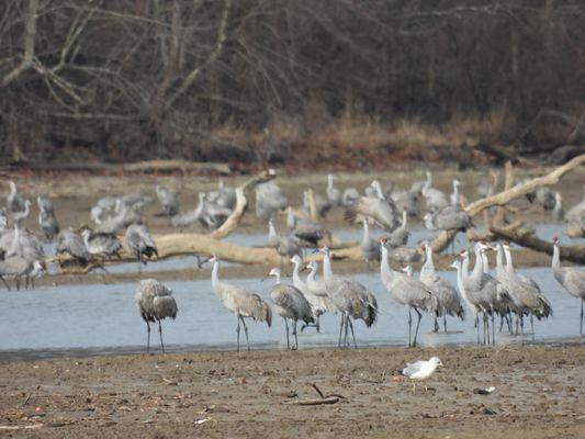 thousands of sandhill cranes