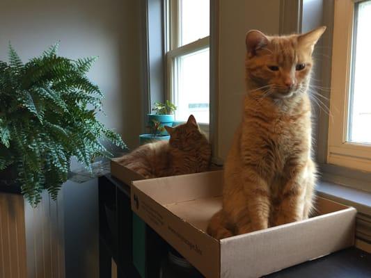 Furring & Purr Associates