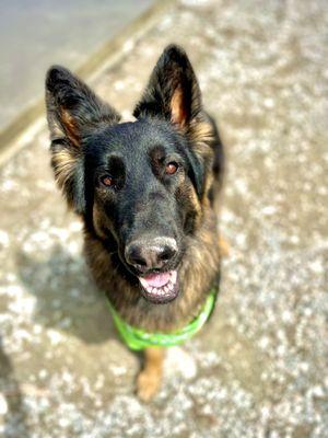 Rolling Hills Veterinary Service