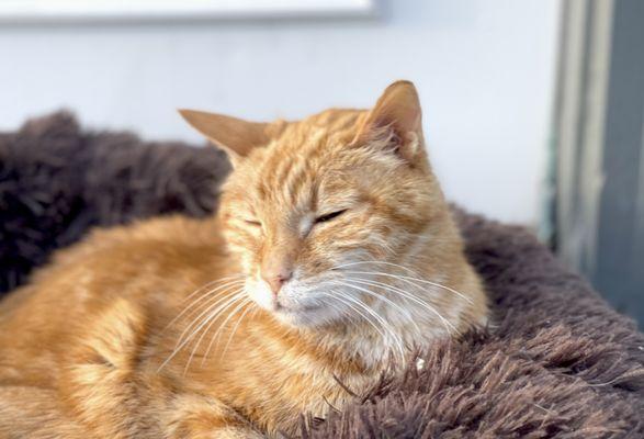 Erica Rambus, DVM - Elysian Fields