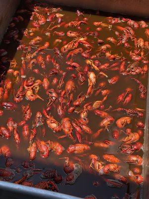 Krazy Kajun Katering