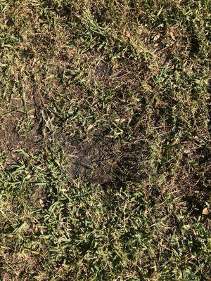 Massey Services Pest Control