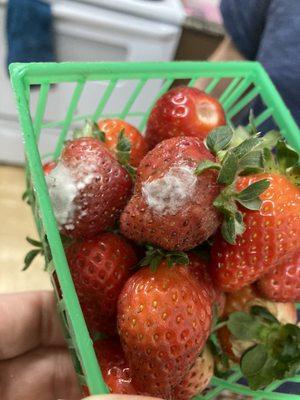Almost every basket had mold, I was extremely disappointed and frustrated after spending so much on this flat of berries.
