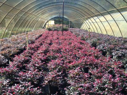 Charles Breedlove Nursery