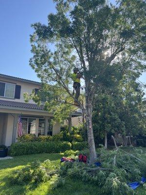 East Valley Tree Experts