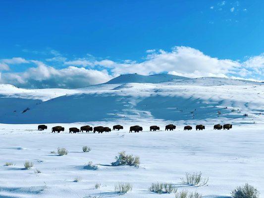 Walking Shadow Ecology Tours of Yellowstone