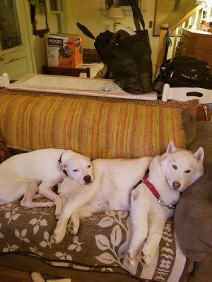 Happy Tails Pet Care Services