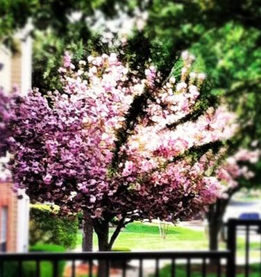 Marquis Carmel Valley