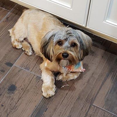 Krazy Kimz Mobile Grooming