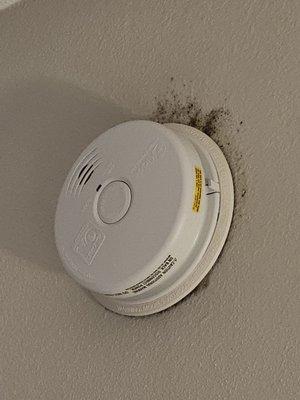 In our room. Black mold?