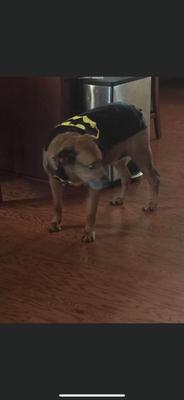 Fido's Premier Pet Salon