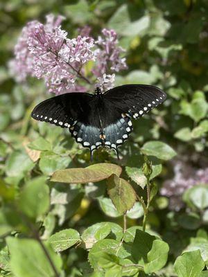 Ridge Homeowners Assoc