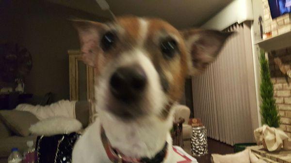 Devinder Sekhon, DVM