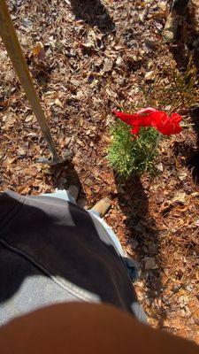 Los Farmerz Landscape