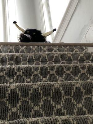 Farmingdale Veterinary Clinic