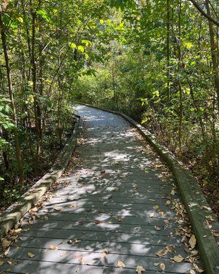 Central Park East Woods