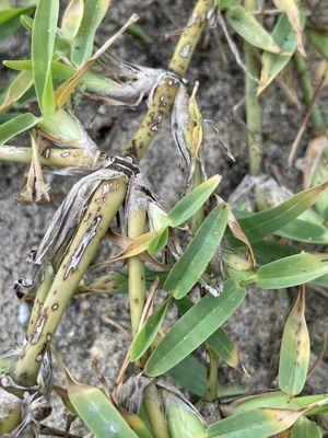 Toucan Lawn Care & Pest Control