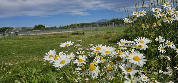 Chuck Albrecht Softball Complex