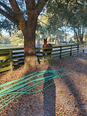The King of the Hill Fencing