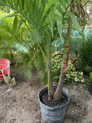 Shaughnessy Nursery & Landscaping