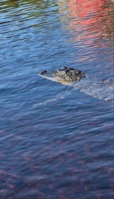 Captain Jack's Airboat Tours