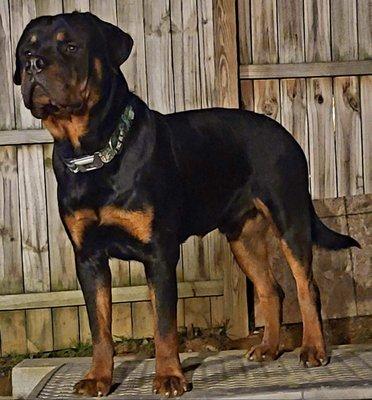 M&M Presents The Breeds