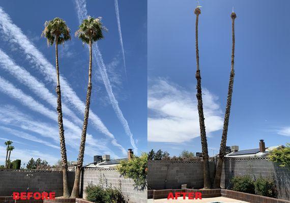 Yearly trimming, before and after.