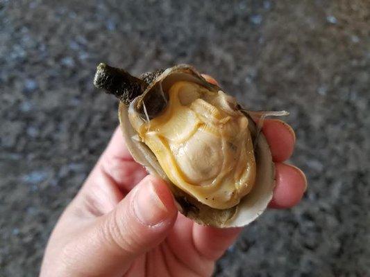 Steamer - so ugly but so delicious!