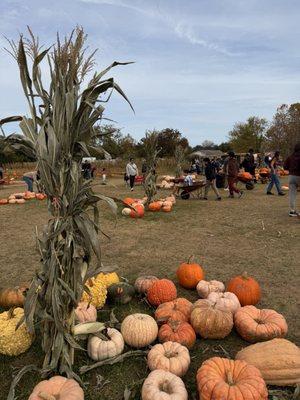 Cornstalks and pumpkins