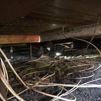 Parasite Pest Control