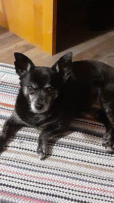 My Precious Little Dixie Doodle that turns 14 this year on July 4th