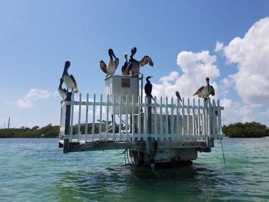 Just a birdiful day in Key West