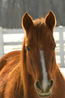 Ellis House and Equestrian Center