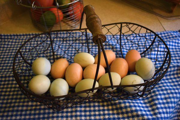 Enjoy fresh eggs from our hens!