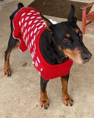 Graceful Journey Veterinary Care