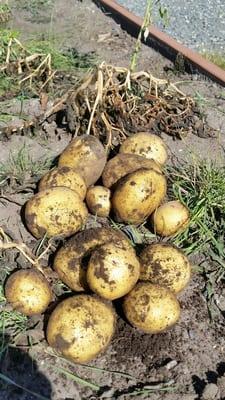 Fresh potatoes  from the garden.