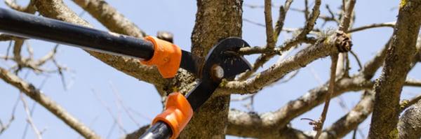 Skyline Tree Service