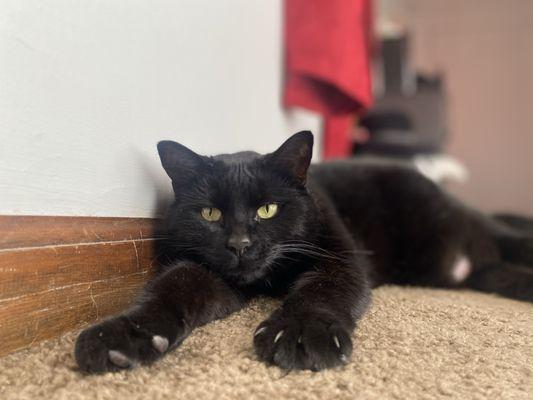 Pierson Pet Hospital