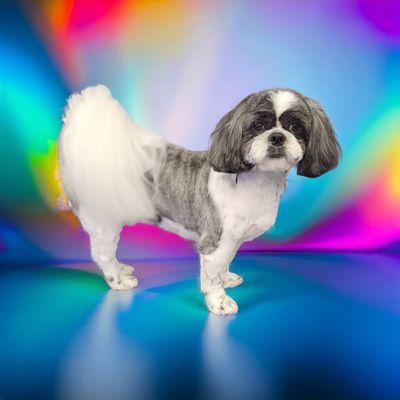 Pawsitive Pet Grooming