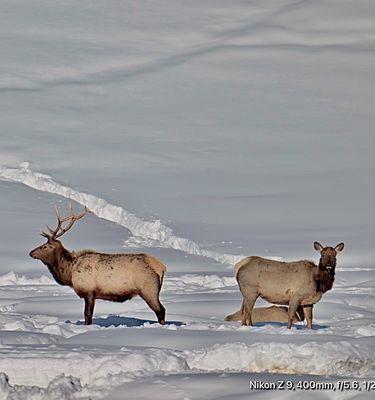 Lots of elk