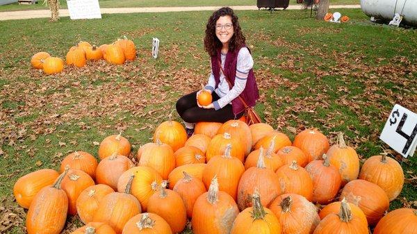 Schuster's Pumpkin Patch photo